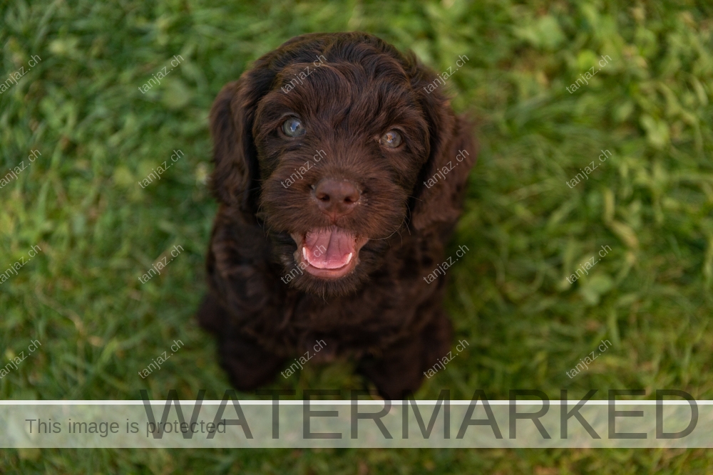 Welpen-Australian Labradoodles