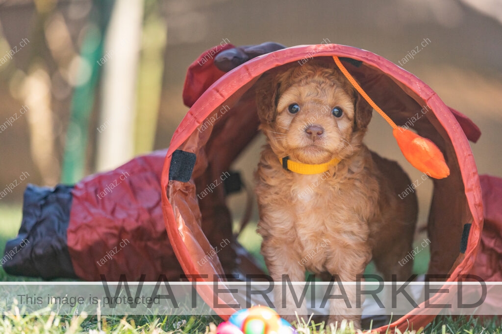 Welpe-Australian Labradoodles