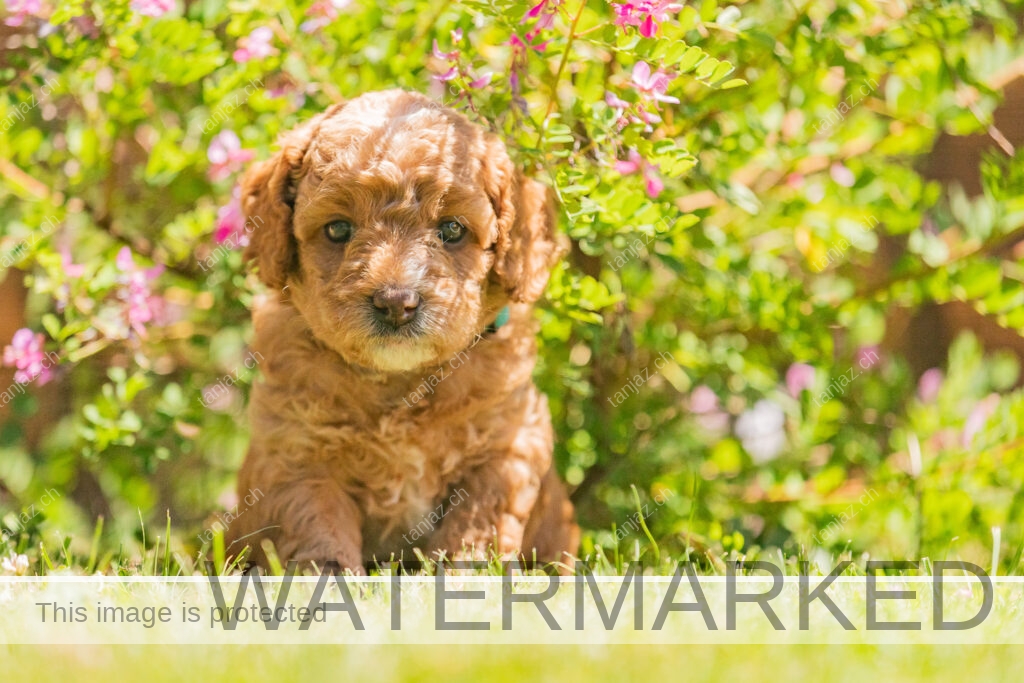 Welpe-Australian Labradoodles