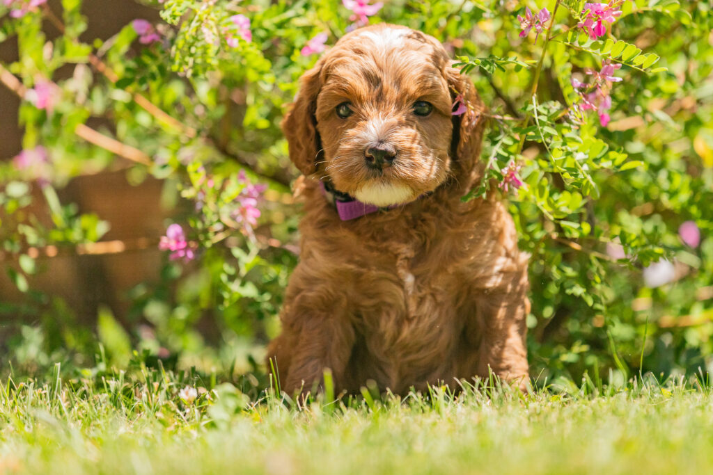 Welpe-Australian Labradoodles
