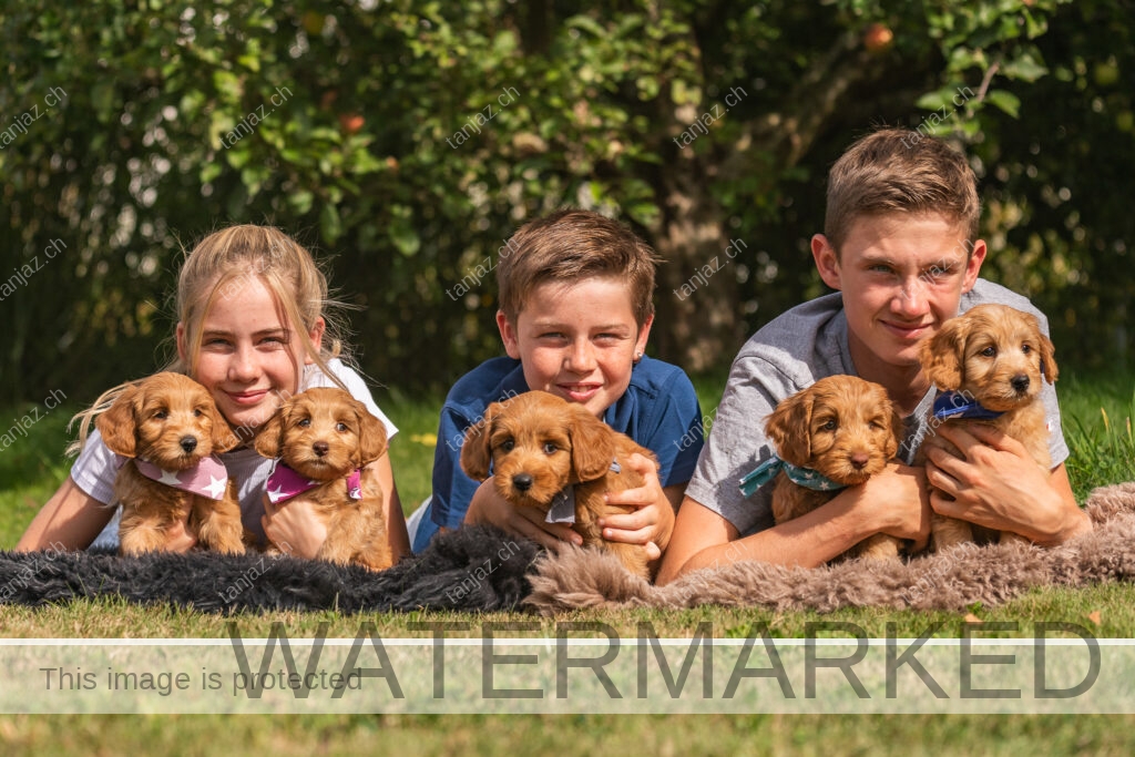 Australian Labradoodles mit Kids