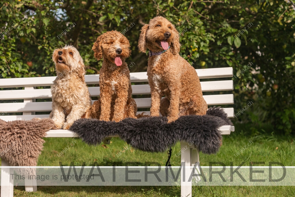 Hunde-Australian Labradoodles