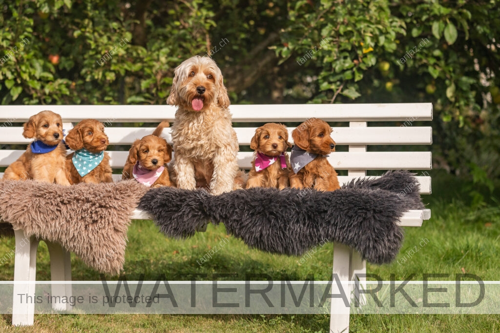 Welpen-Australian Labradoodles