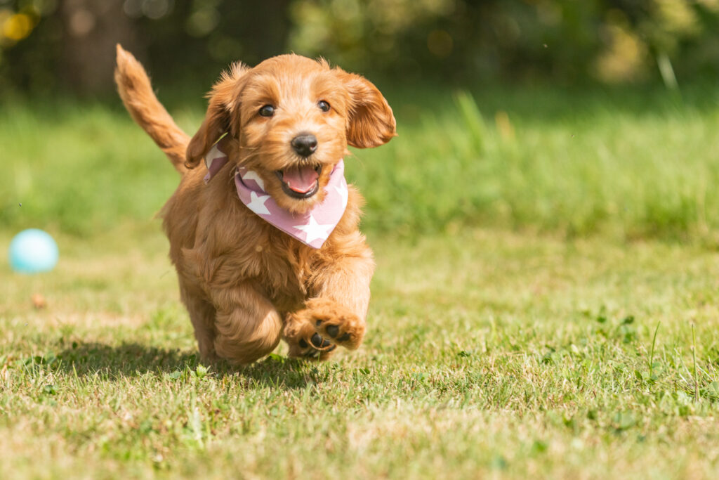 Welpen-Australian Labradoodles