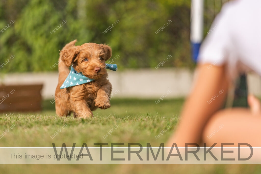 Welpen-Australian Labradoodles