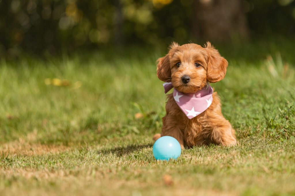 Welpen-Australian Labradoodles