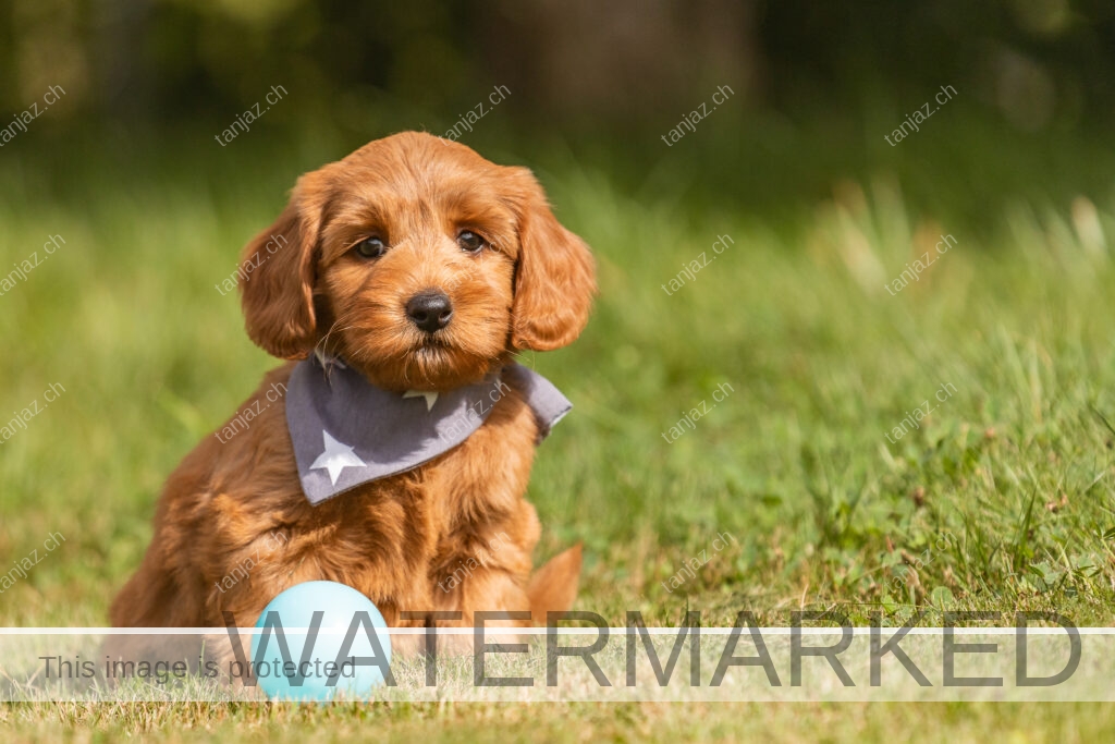 Hundefotografie Welpenfotos -Australian Labradoodles Solothurn