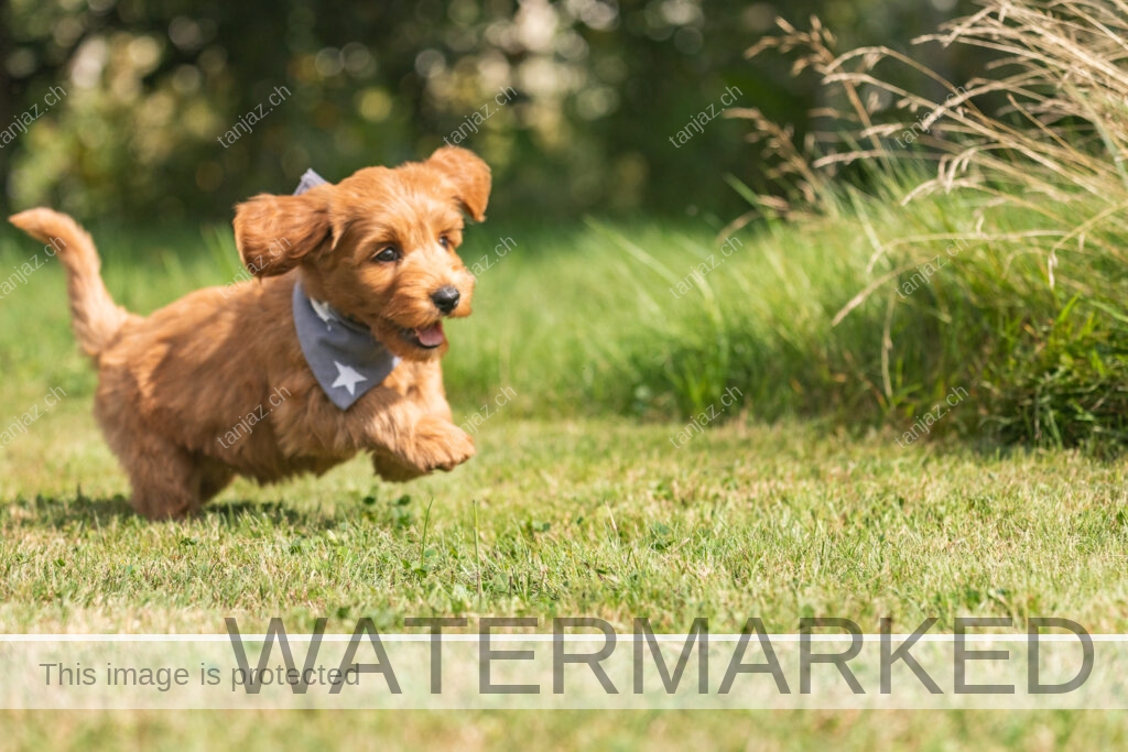 Welpen-Australian Labradoodles