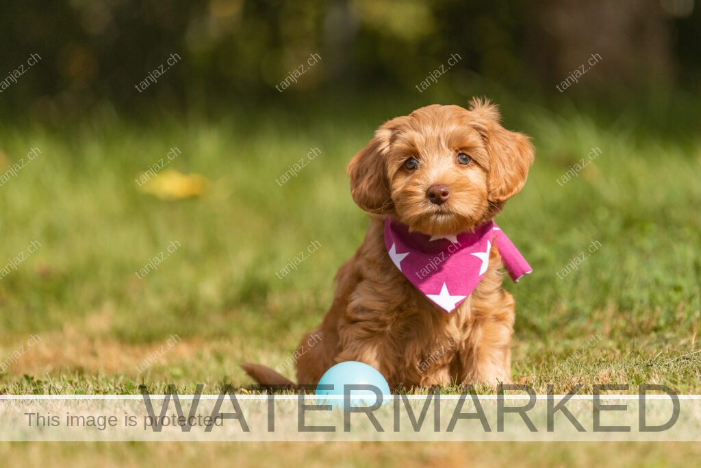 Welpen-Australian Labradoodles
