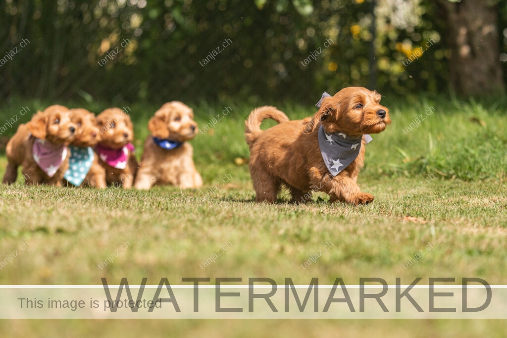 Hundefotografie Welpenfotos -Australian Labradoodles - Solothurn