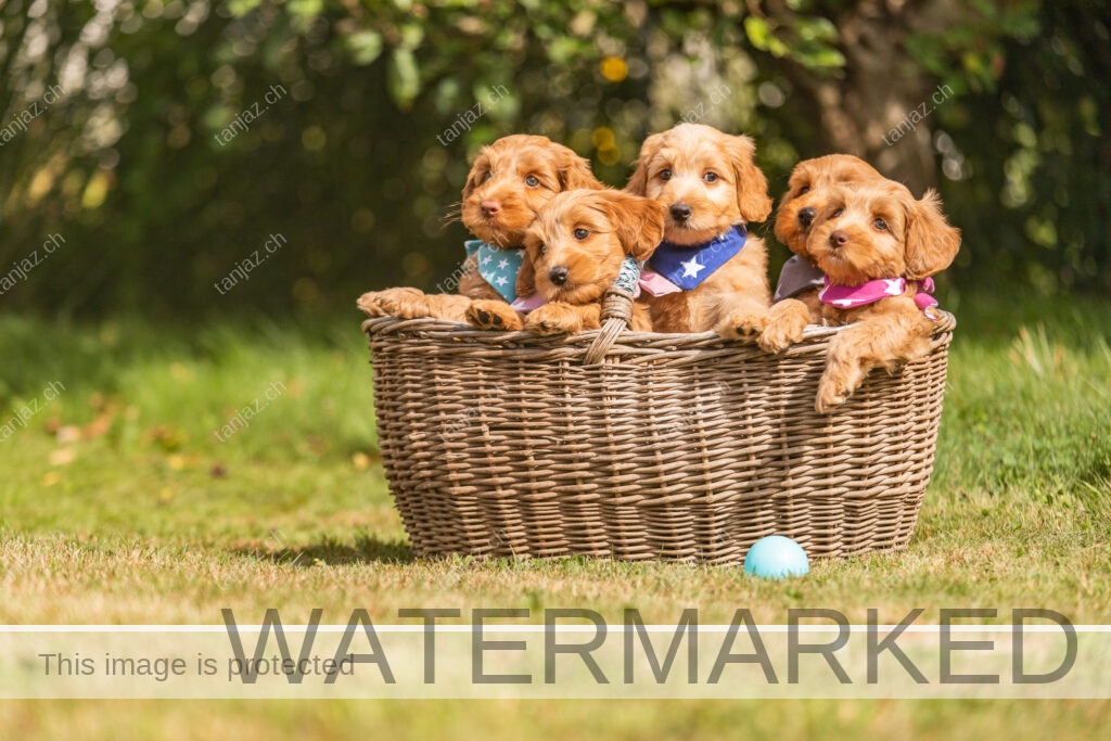 Welpen-Australian Labradoodles