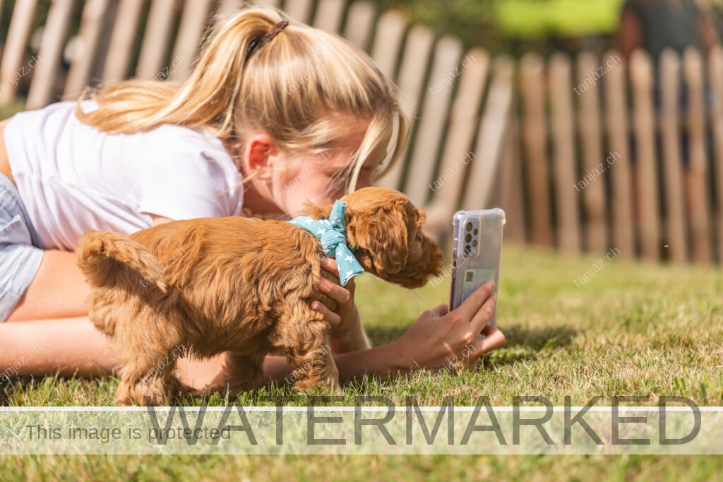 Welpen-Australian Labradoodles