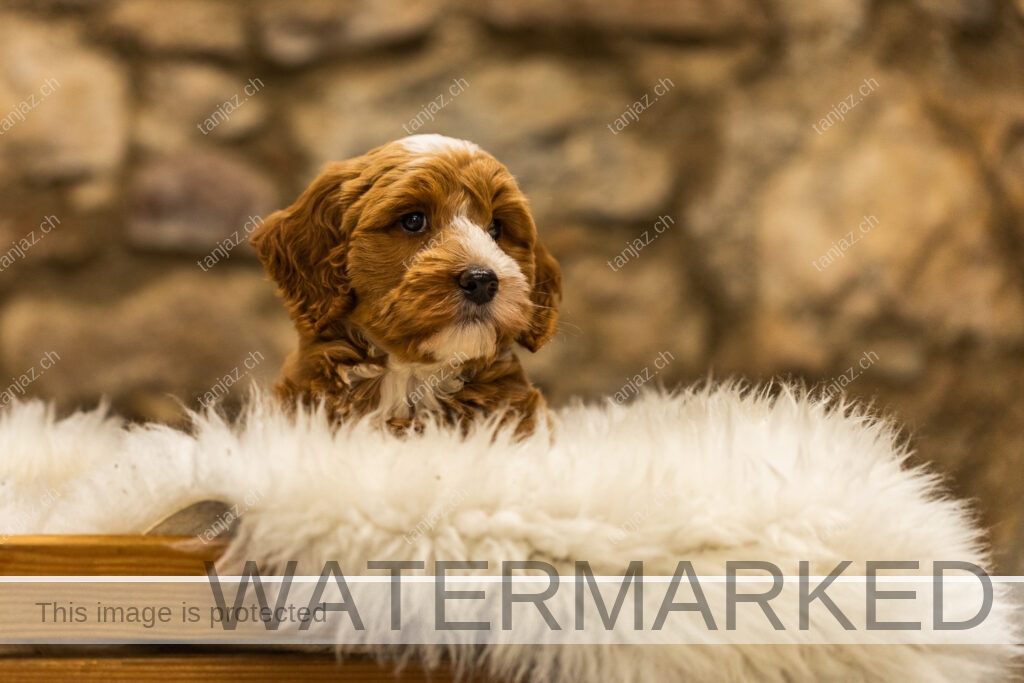 Welpen-Australian Labradoodles