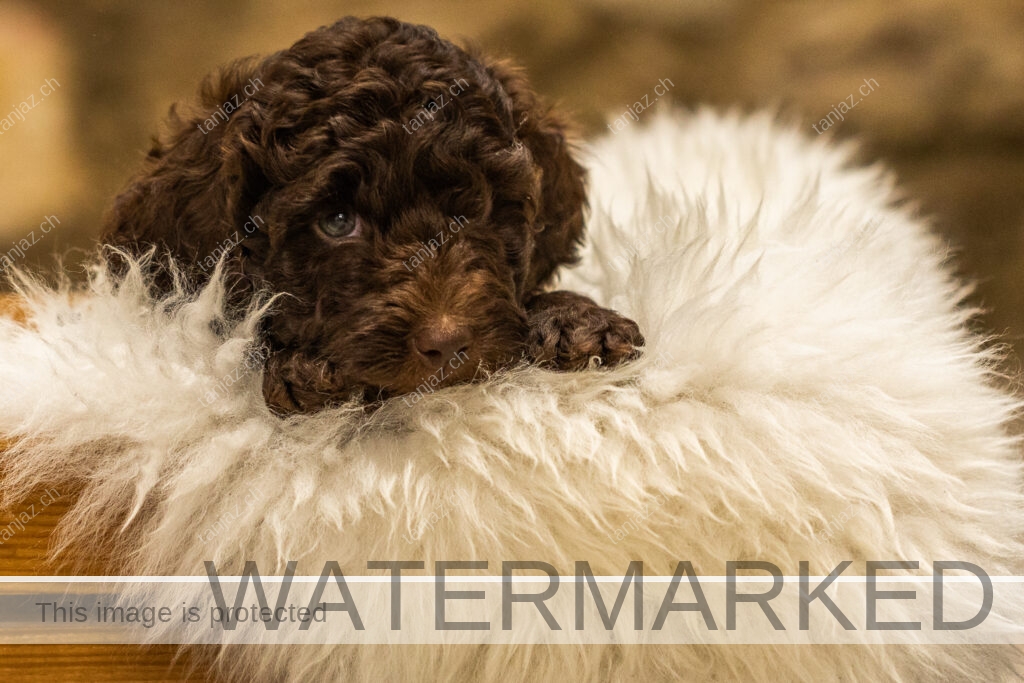 Welpen-Australian Labradoodles