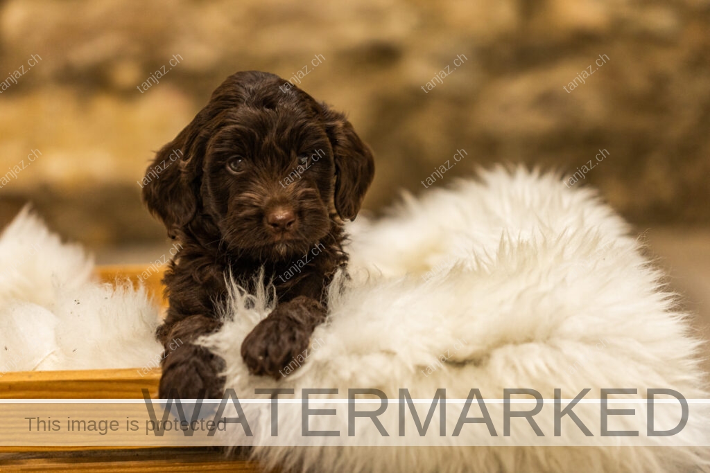 Welpen-Australian Labradoodles