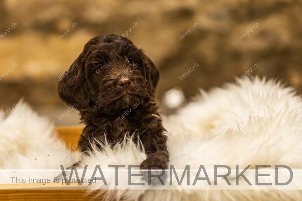 Welpen-Australian Labradoodles