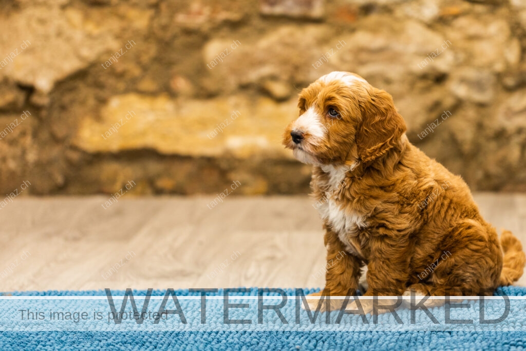 Welpen-Australian Labradoodles