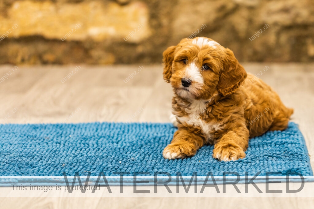Welpen-Australian Labradoodles