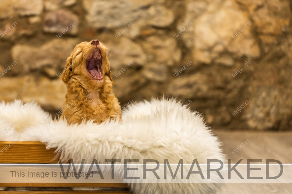 Welpen-Australian Labradoodles