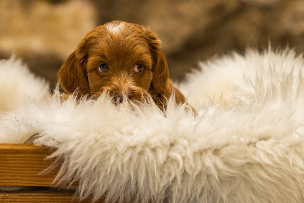 Welpen-Australian Labradoodles
