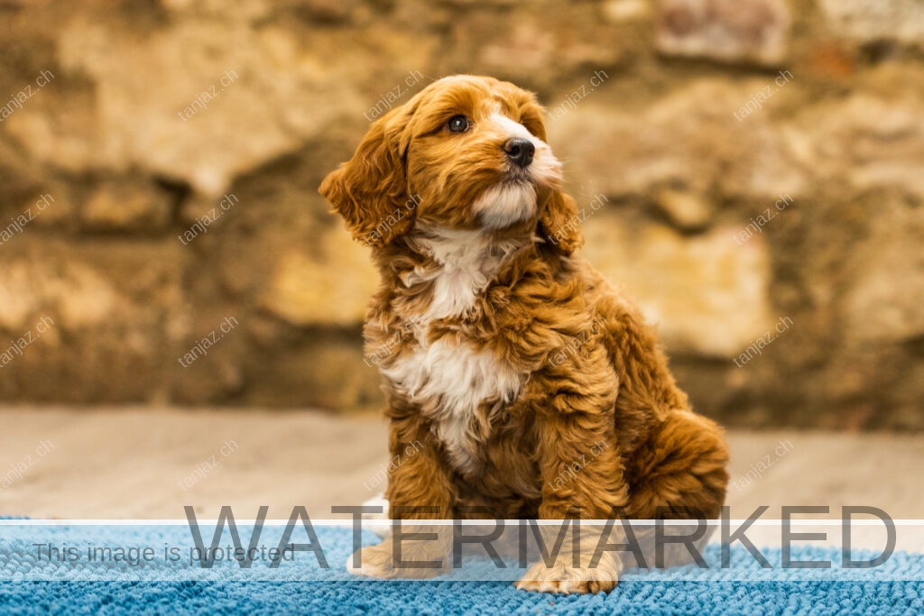 Welpen-Australian Labradoodles