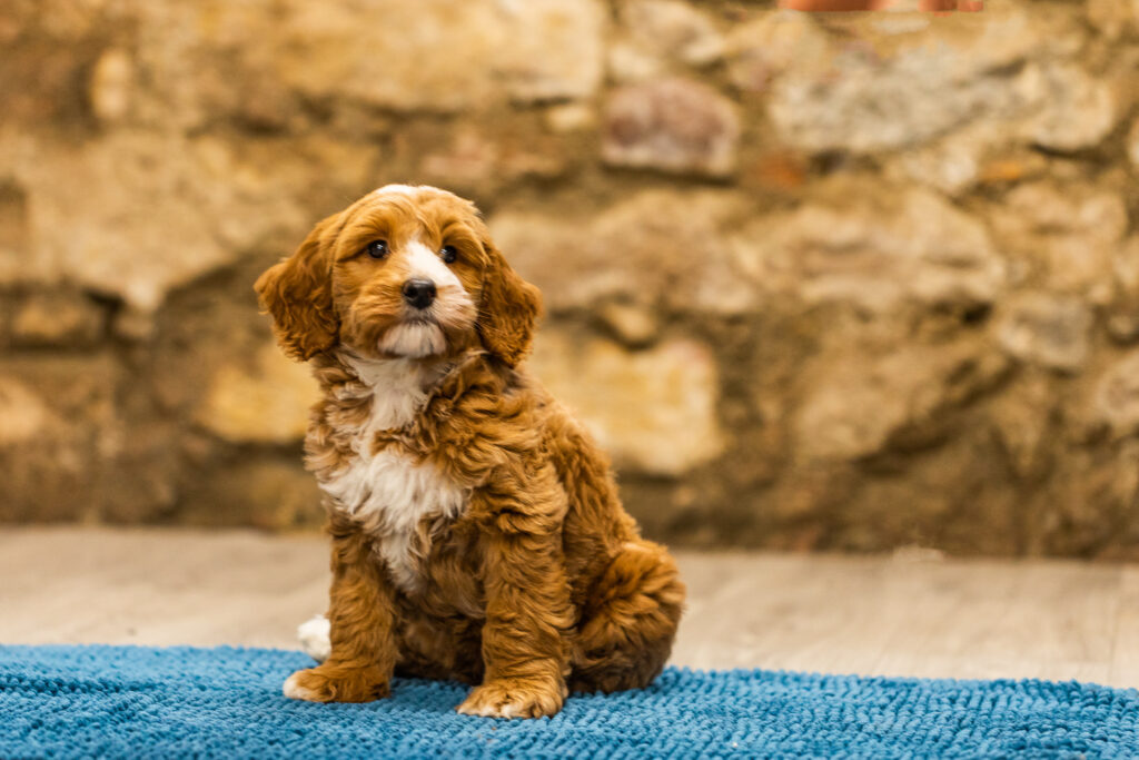Welpen-Australian Labradoodles