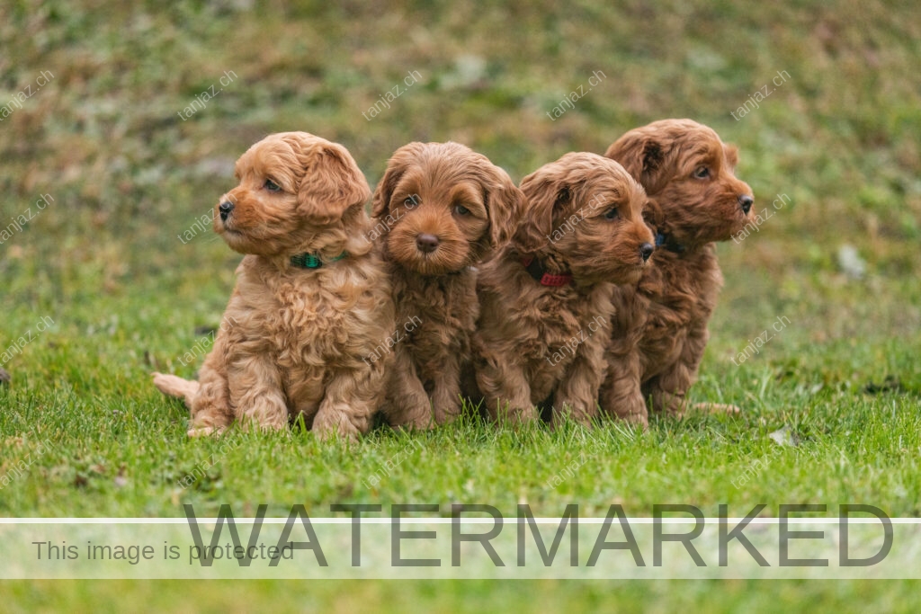 Welpe-Australian Labradoodles