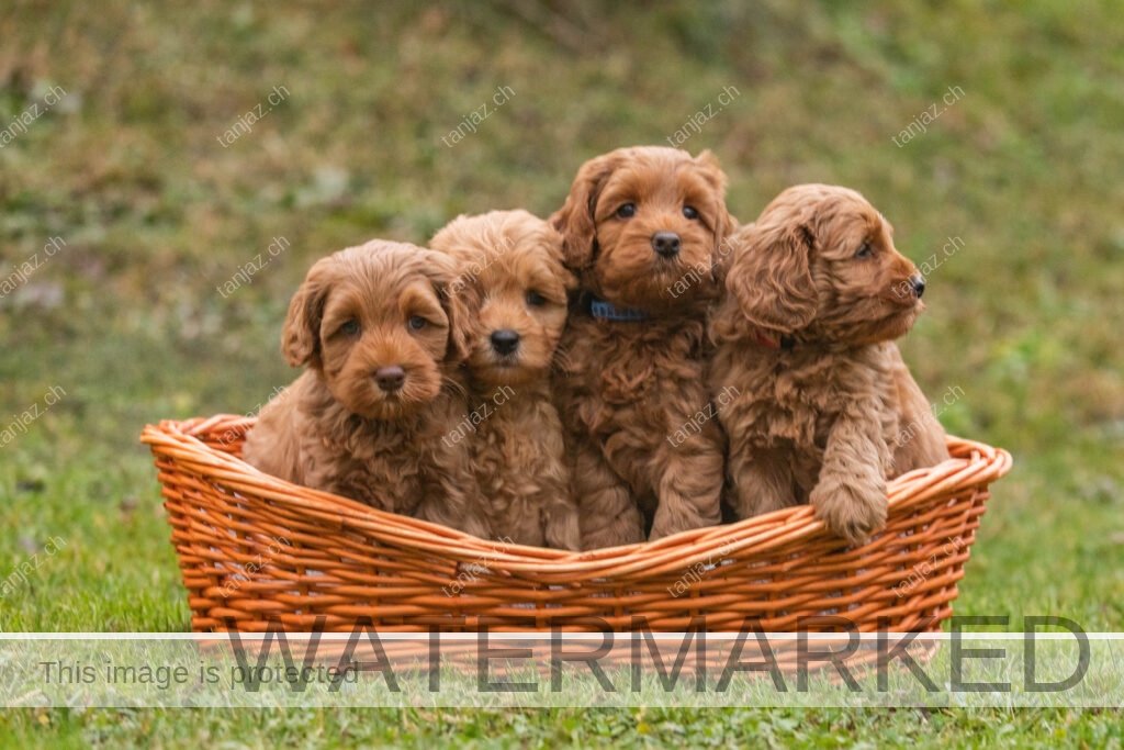 Welpe-Australian Labradoodles
