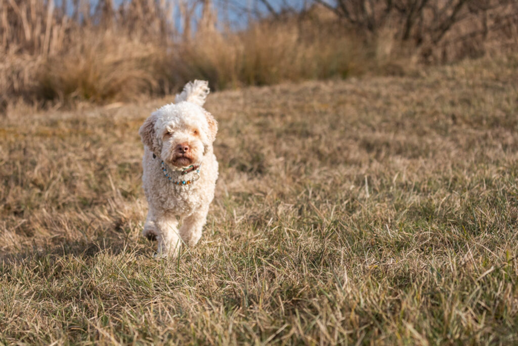 Rokcy-Hund-Australian Labradoodle