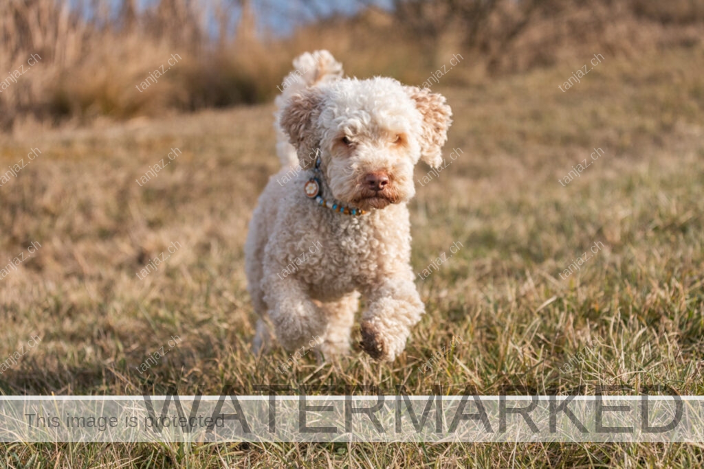 Rocky-Hund-Australian Labradoodle
