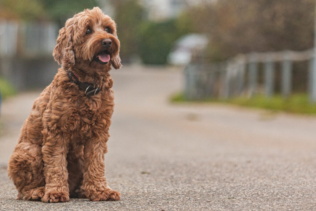 Hund-Australian Labradoodle