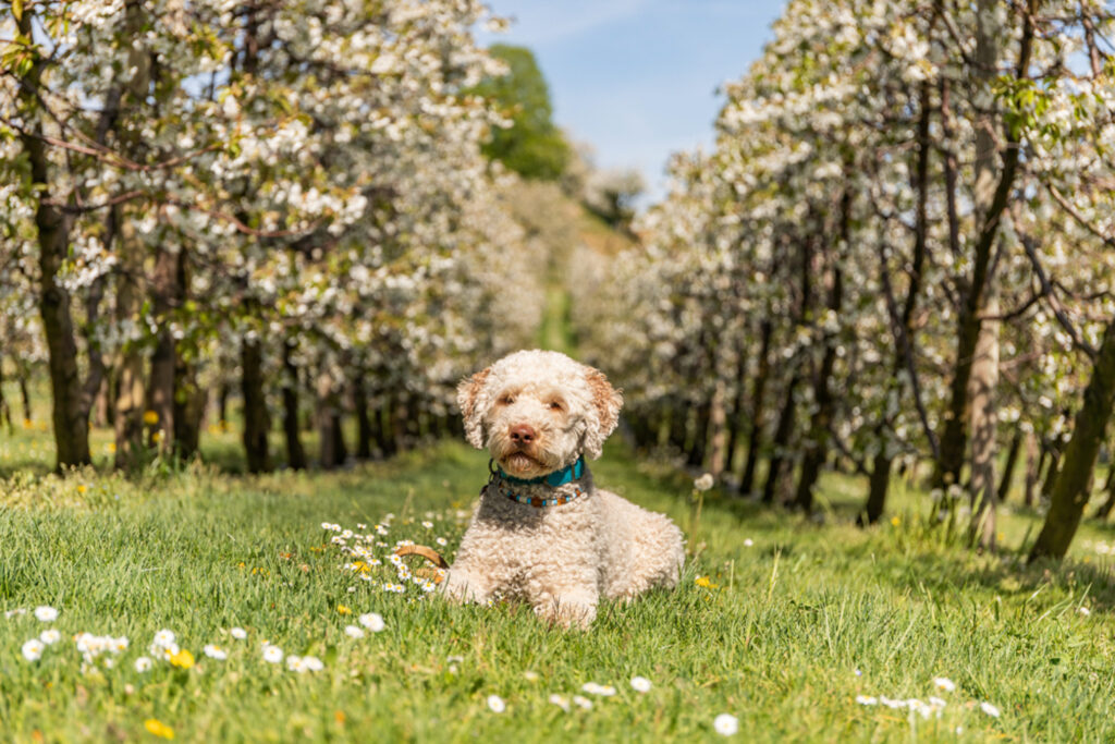 Rocky-Hund-Australian Labradoodle