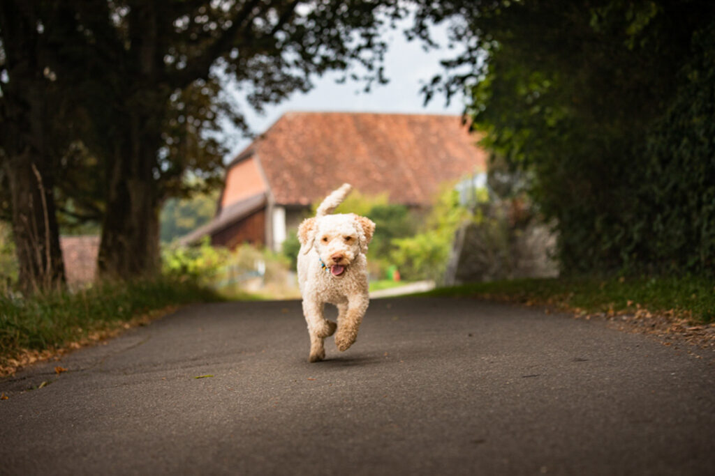 Rocky-Hund-Australian Labradoodle
