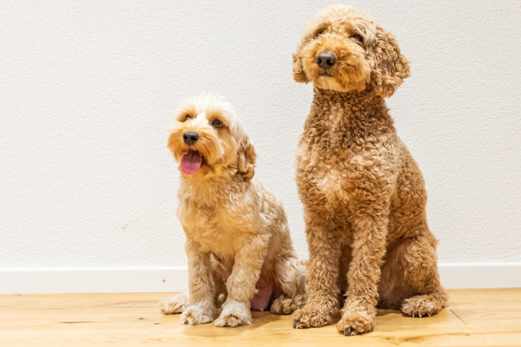 Hunde-Australian Labradoodles