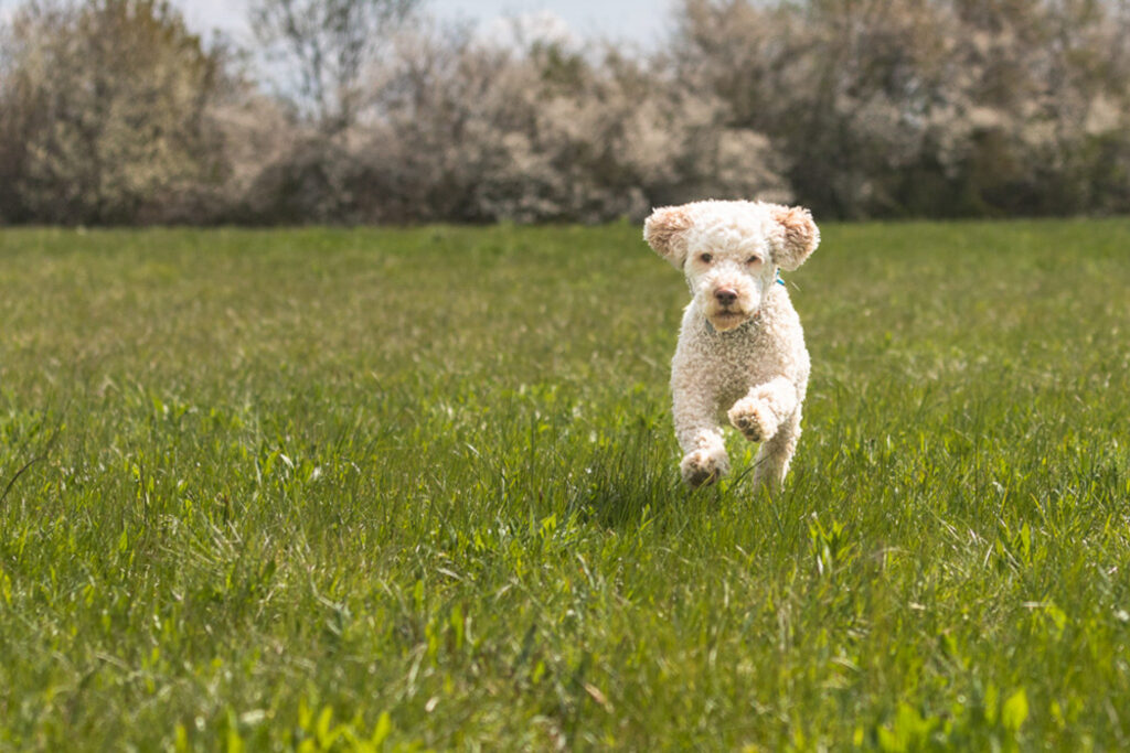 Rocky-Hund-Australian Labradoodle