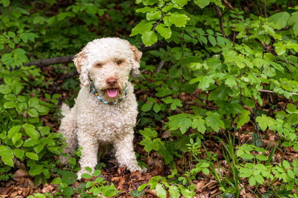 Rocky-Hund-Australian Labradoodle