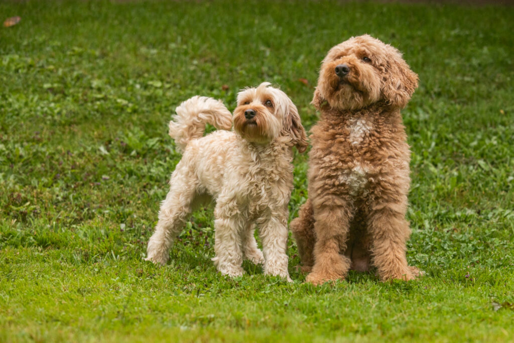 Hunde-Australien Labradoodles