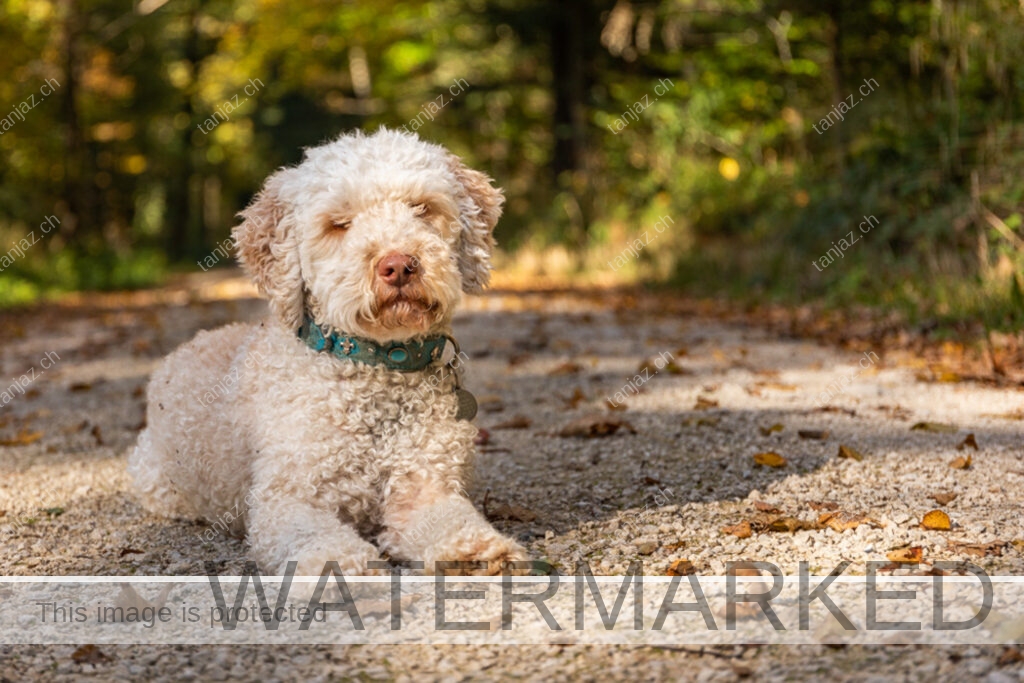 Rocky-Hund-Australian Labradoodle