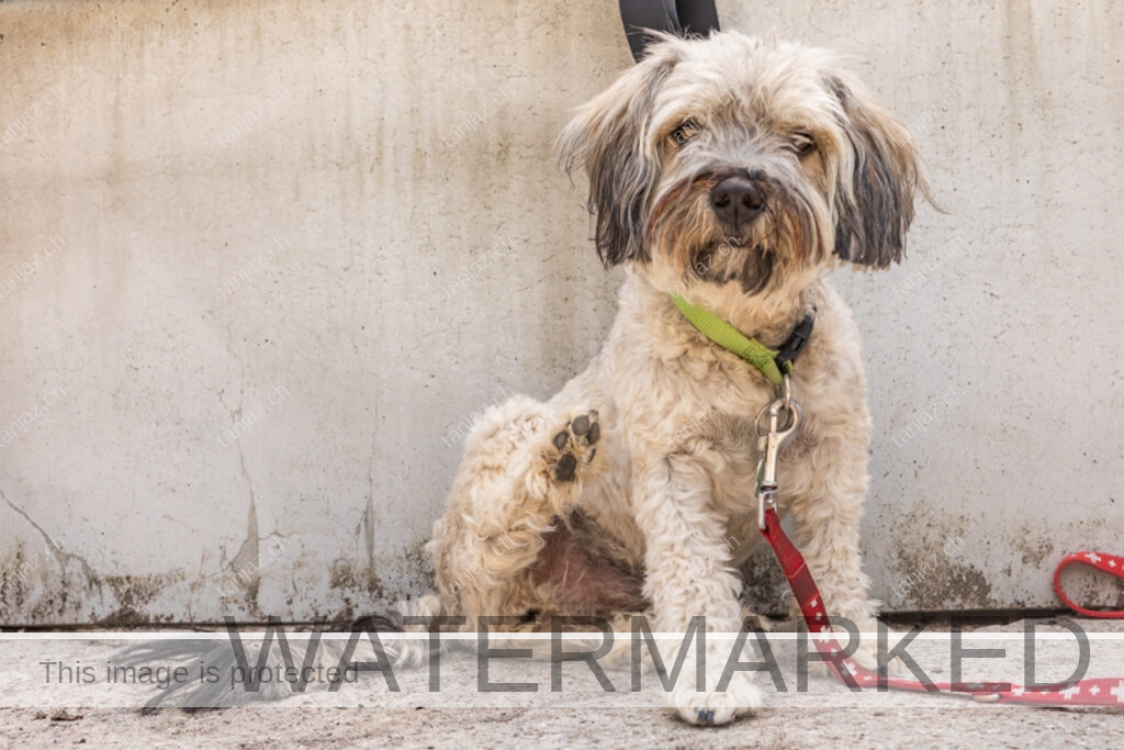 Welpe-Australian Labradoodles