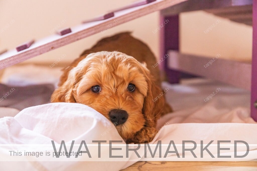 Welpe-Australian Labradoodles