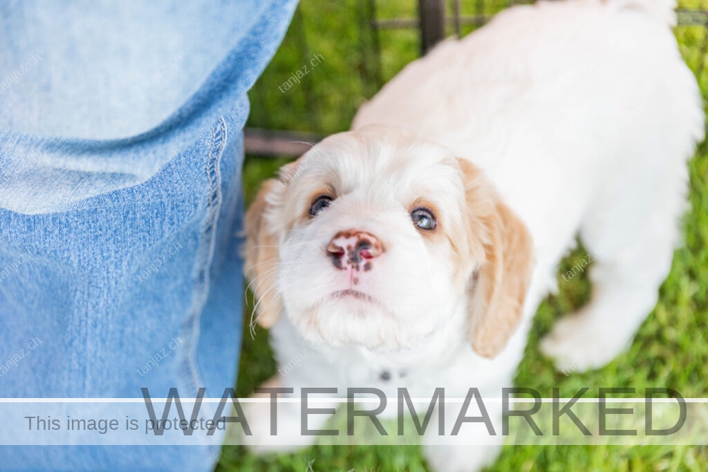 Welpe-Australian Labradoodles
