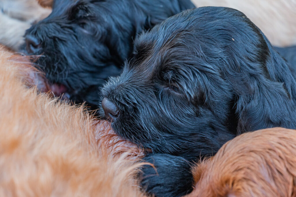 Welpe-Australian Labradoodles