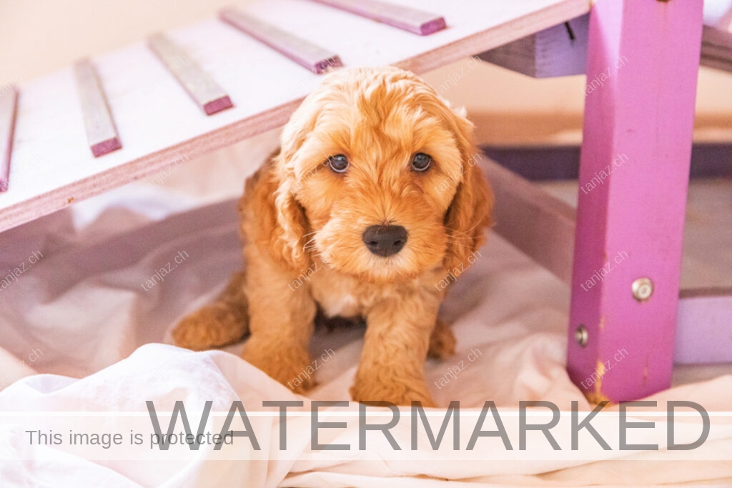 Welpe-Australian Labradoodles