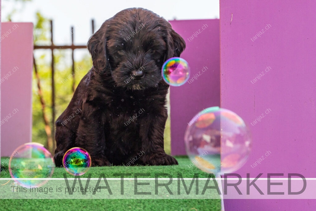 Welpe-Australian Labradoodles