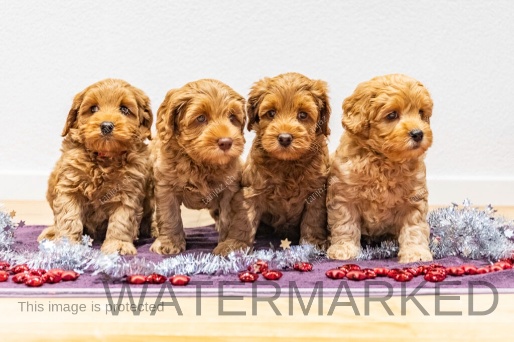Welpe-Australian Labradoodles