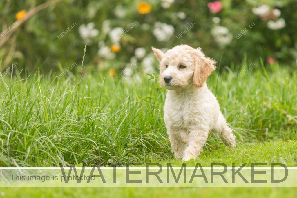 Welpe-Australian Labradoodles