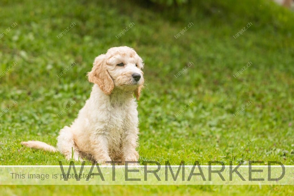 Welpe-Australian Labradoodles