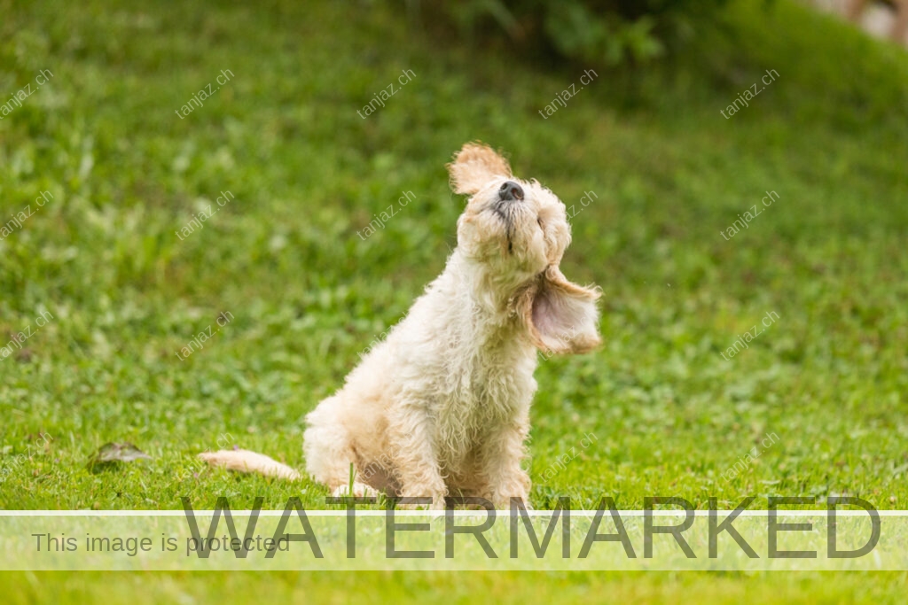 Welpe-Australian Labradoodles