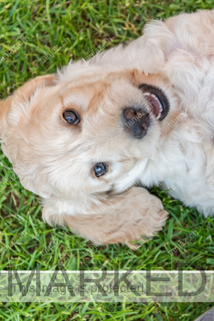 Welpe-Australian Labradoodles