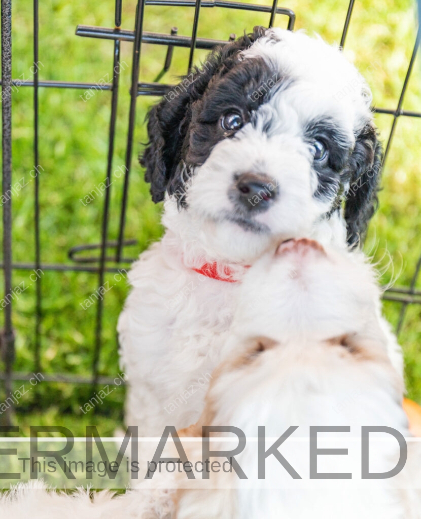 Welpe-Australian Labradoodles